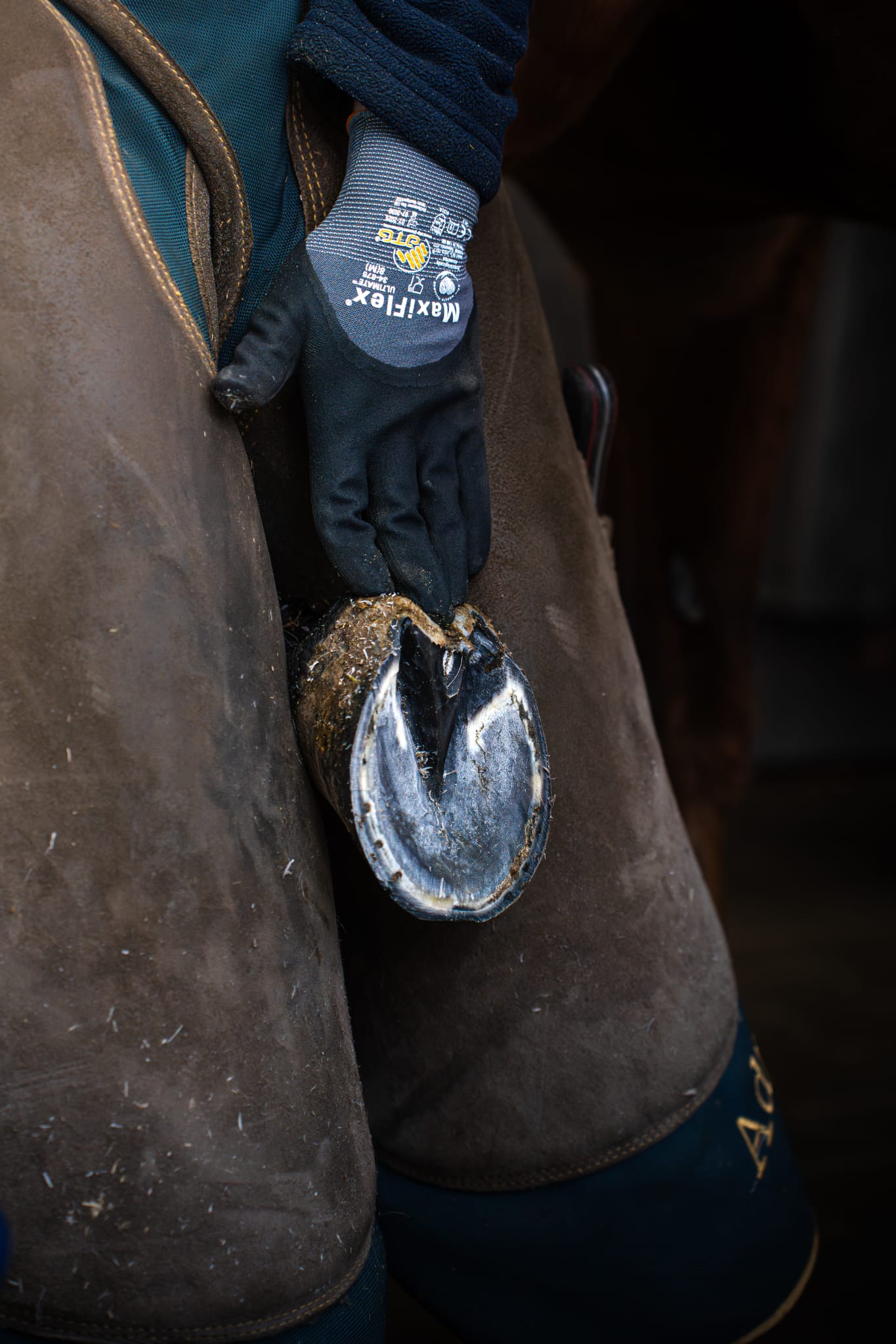 Fertiger Hufbeschlag am Pferd